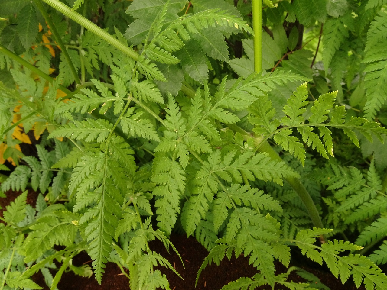 Myrrhis odorata 22-Jul-19 _ 12_03_24