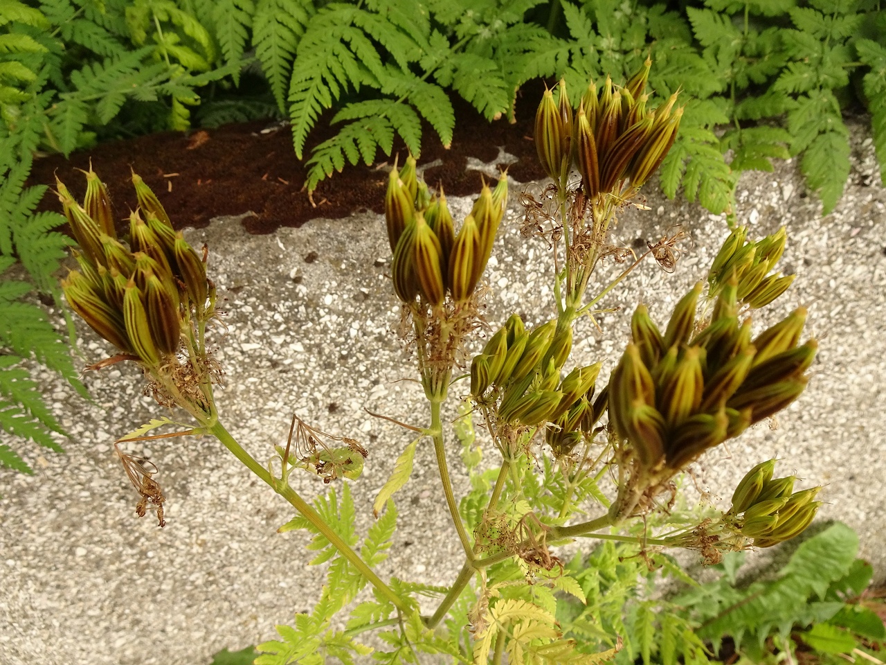 Myrrhis odorata 22-Jul-19 _ 12_03_36