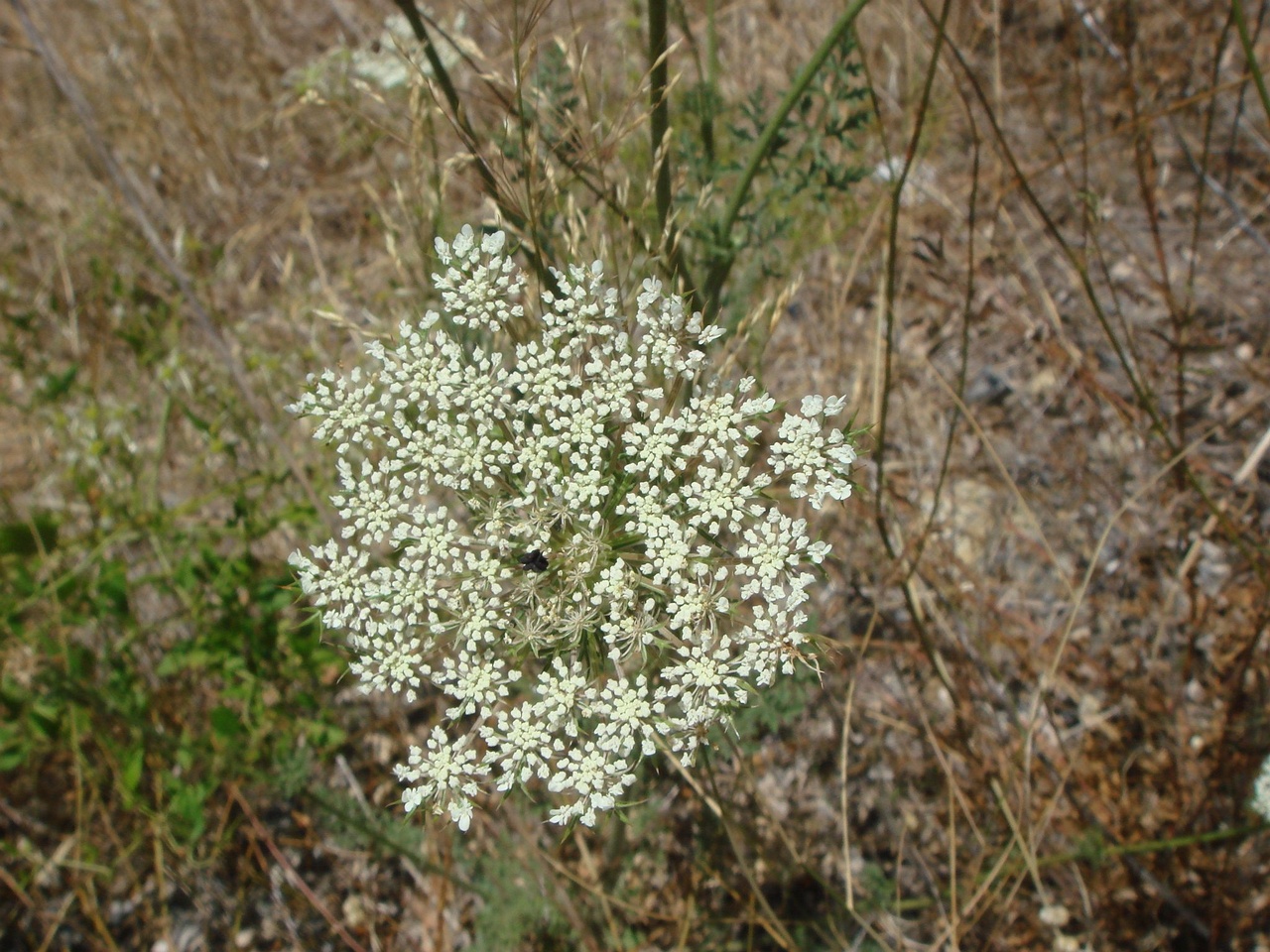 DSC02562