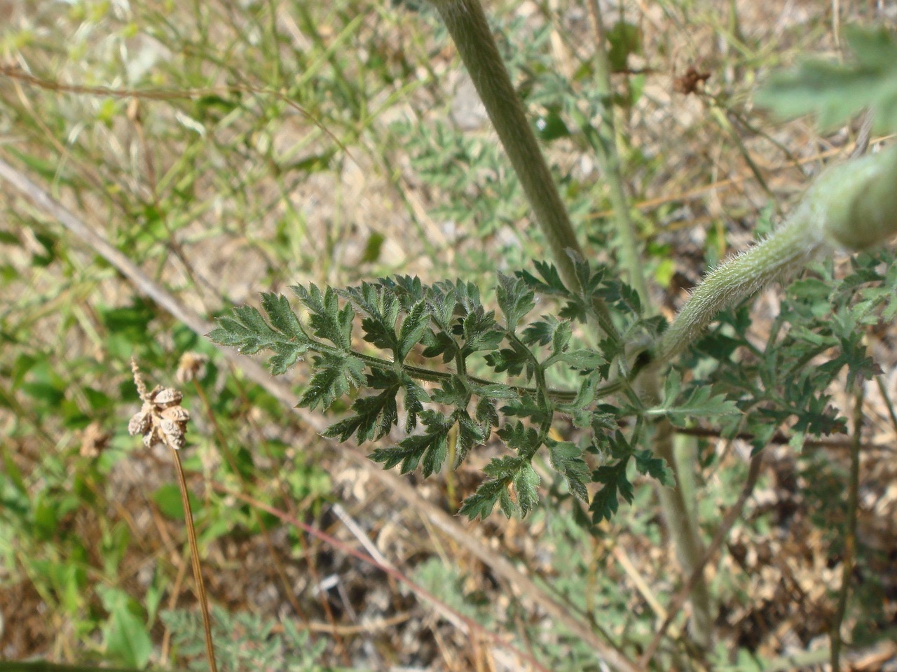 DSC02565