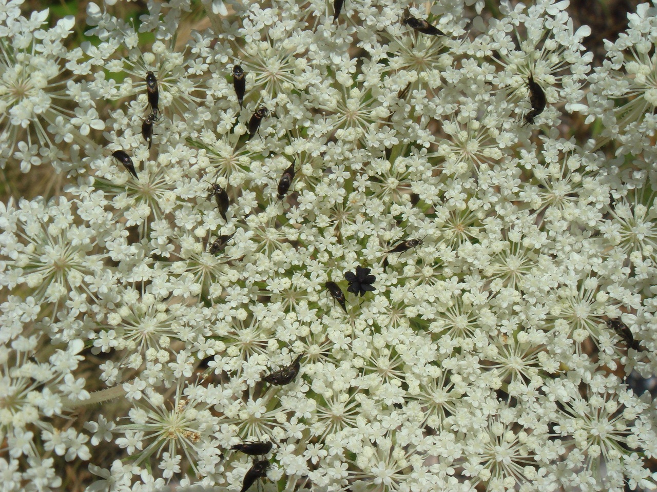 DSC02566