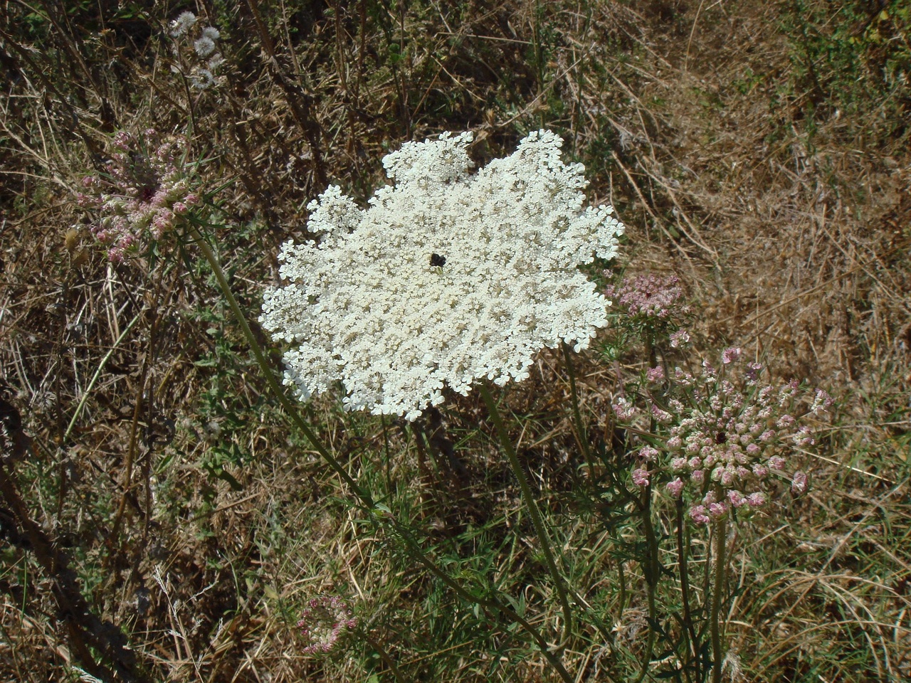 DSC02622