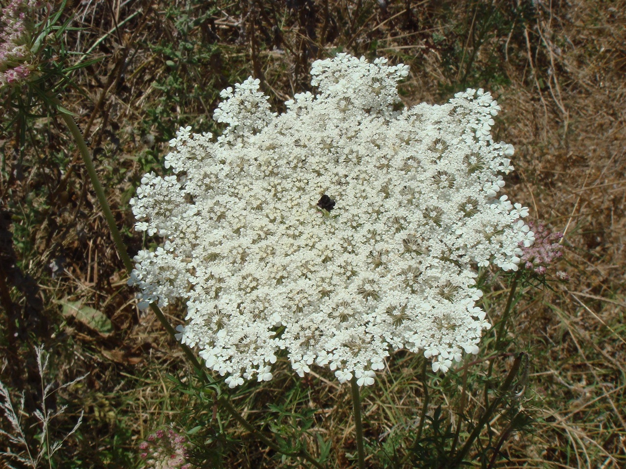 DSC02623