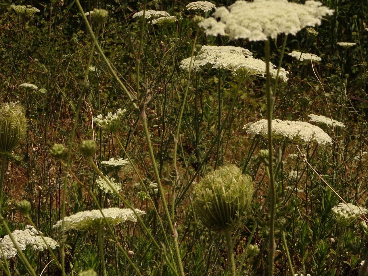 DSC03358