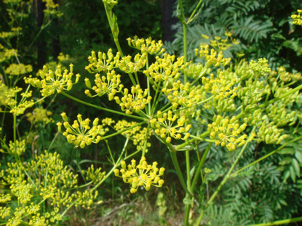 Пастернак посевной - Pastinaca sativa