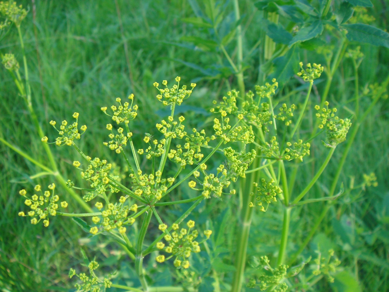 DSC00820