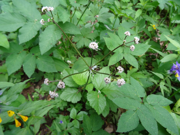 Подлесник европейский - Sanicula europaea