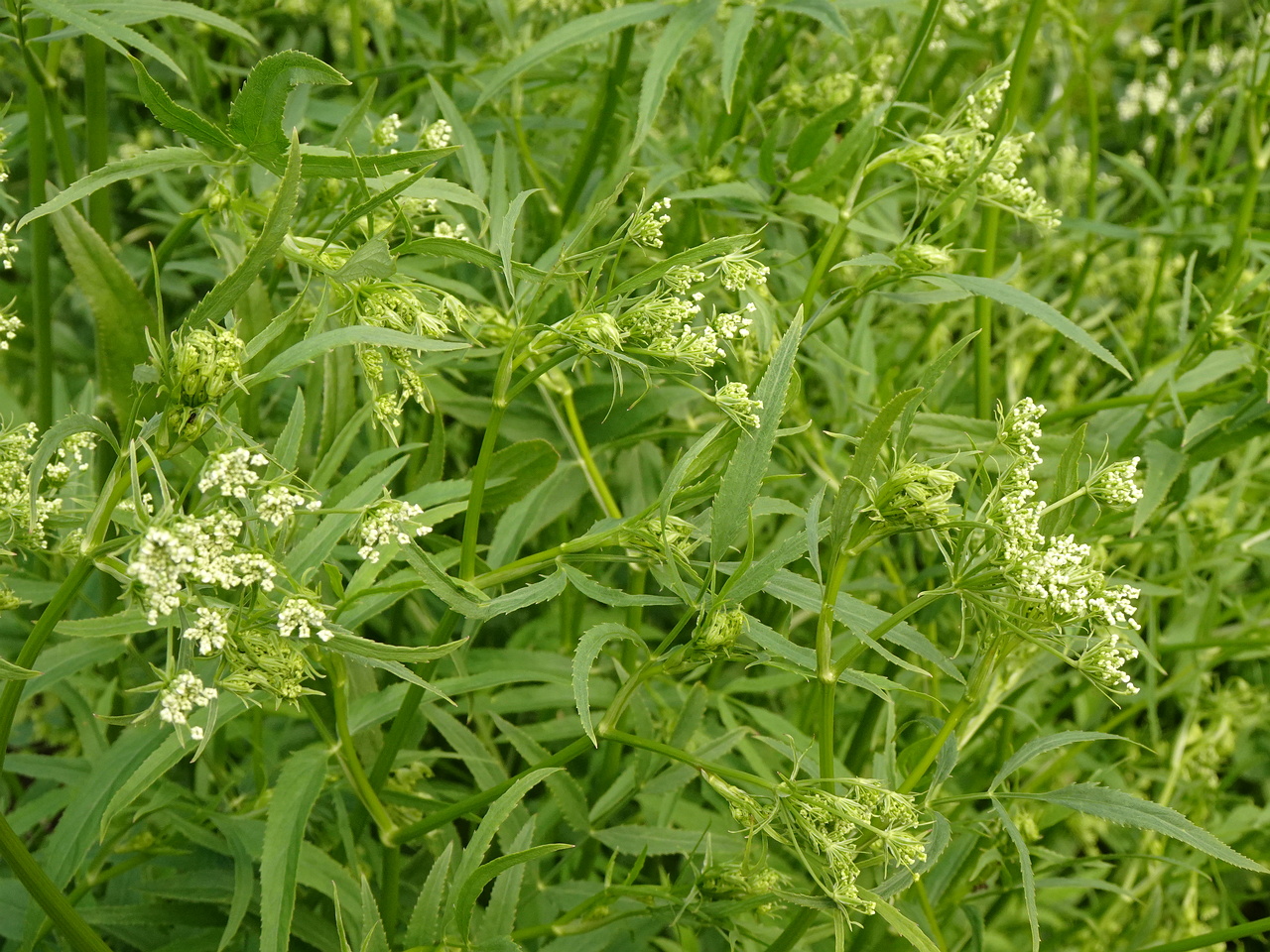 DSC04156