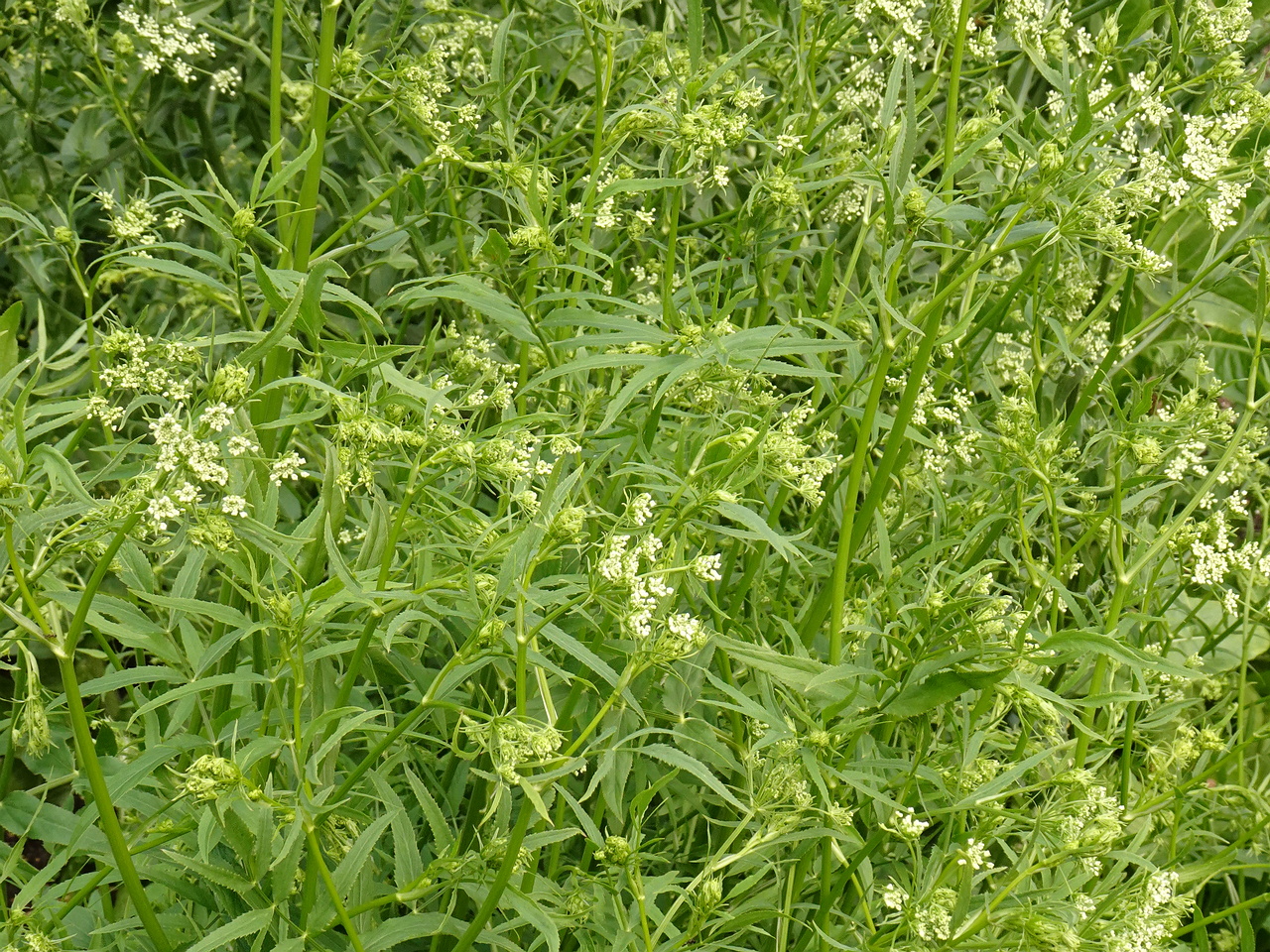 DSC04158