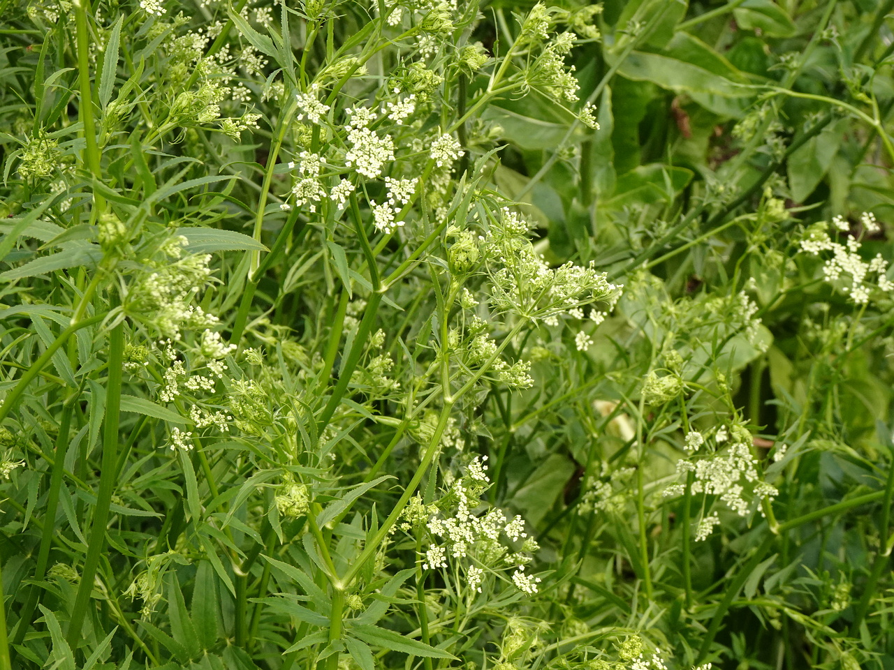 DSC04159