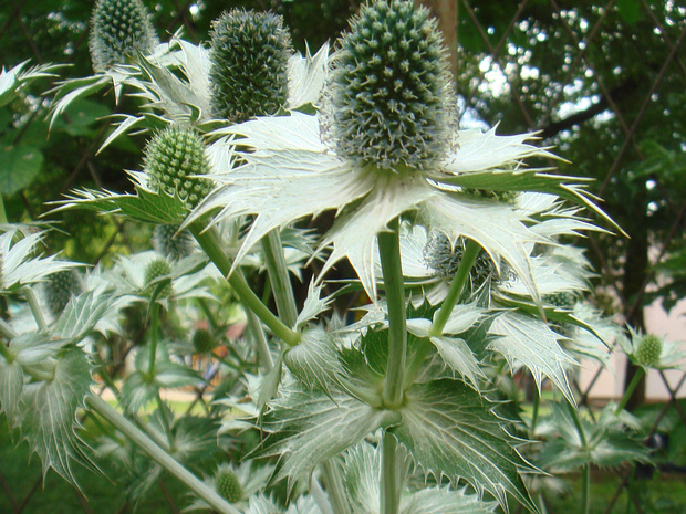 Синеголовник гигантский - Eryngium giganteum