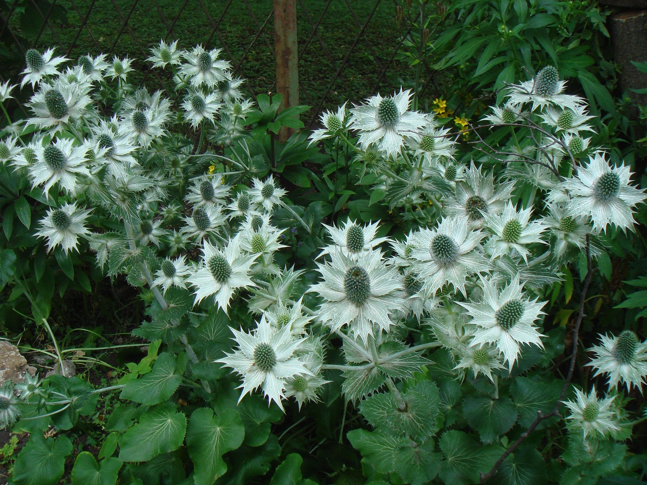 DSC08805