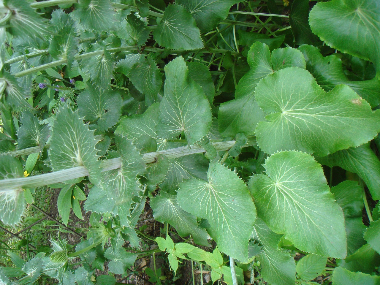 DSC08808