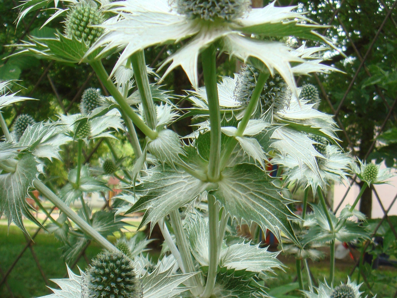 DSC08809