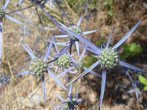 Синеголовник критский - Eryngium creticum