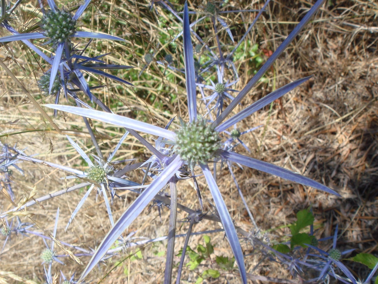 DSC02575