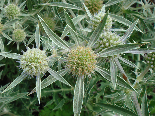 Синеголовник полевой - Eryngium campestre