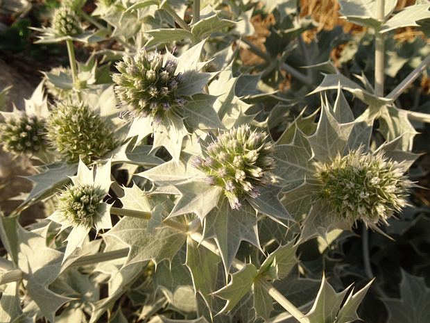Синеголовник приморский - Eryngium maritimum