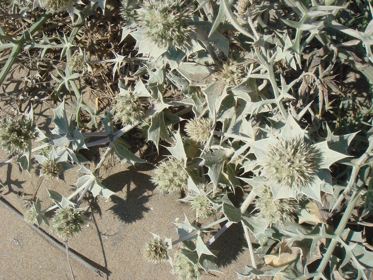 DSC02669