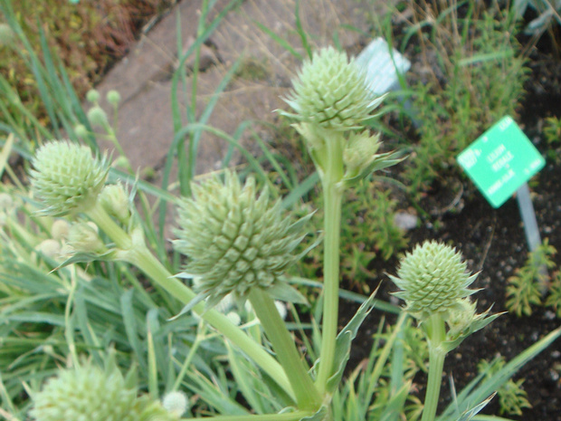 Синеголовник юкколистный - Eryngium yuccifolium