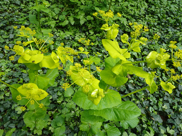 Смирния пронзённолистная - Smyrnium perfoliatum