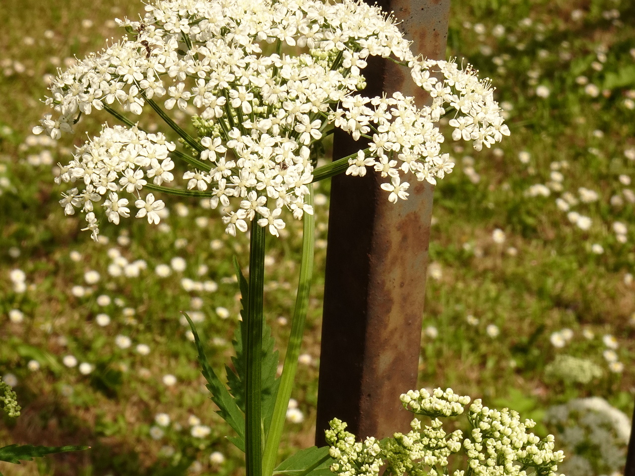 DSC03786