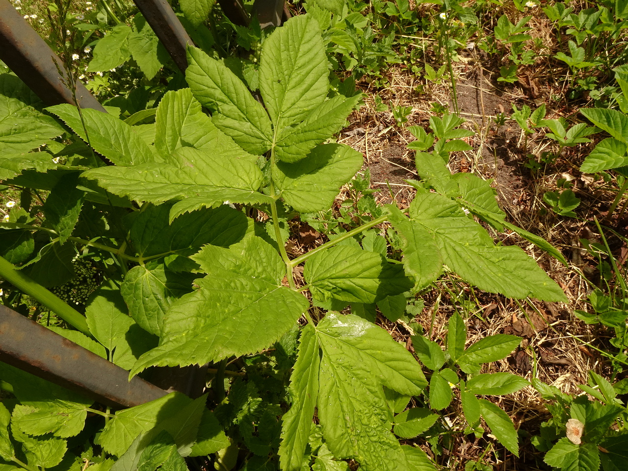 DSC03787