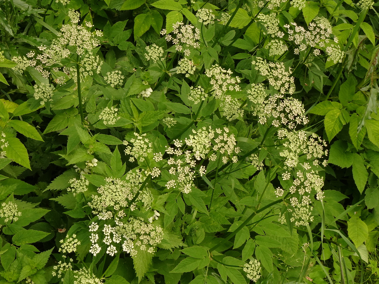 DSC04063