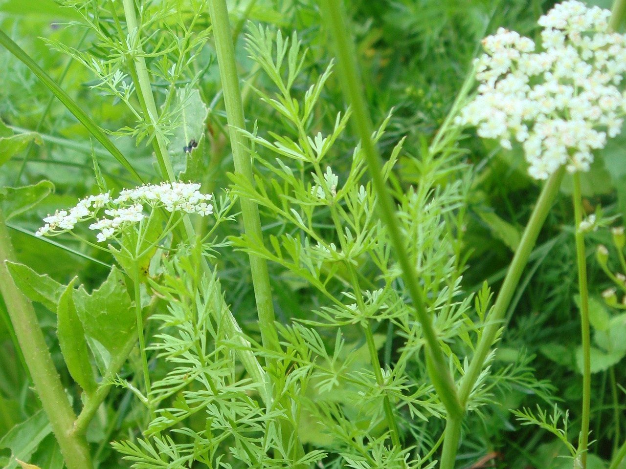 DSC00711