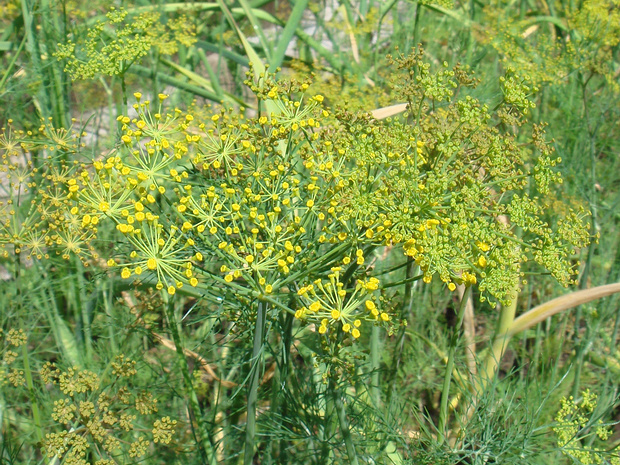 Укроп пахучий - Anethum graveolens