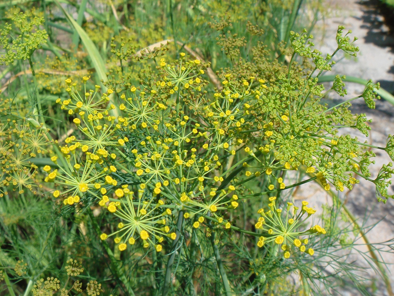 DSC08195