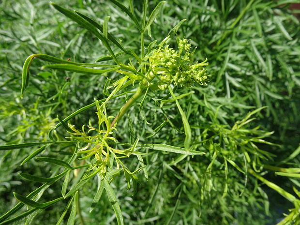 Ферула вонючая, Асафетида - Ferula assa-foetida