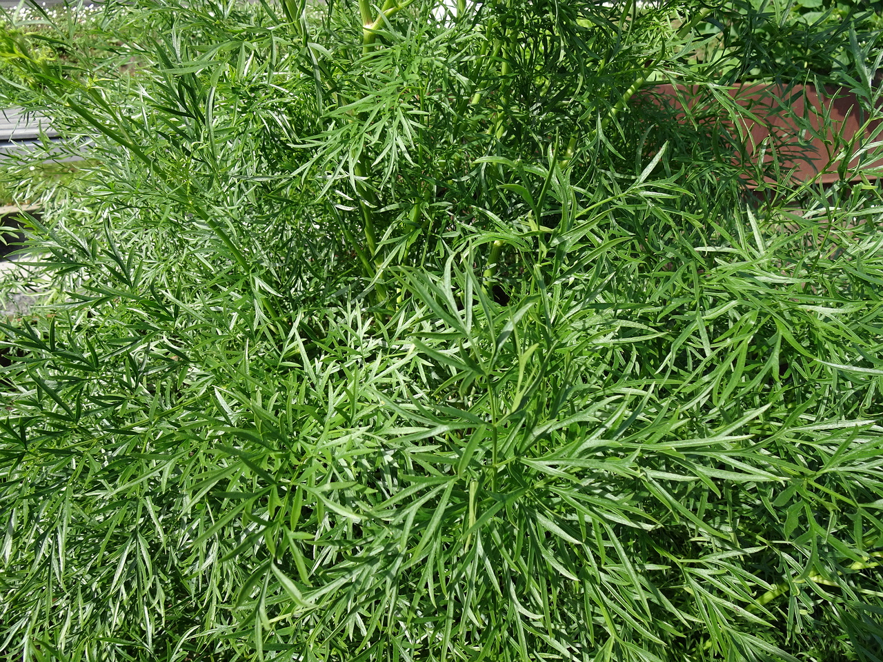 DSC08962