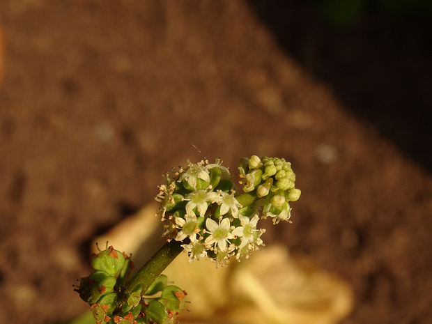 Центелла азиатская - Centella asiatica