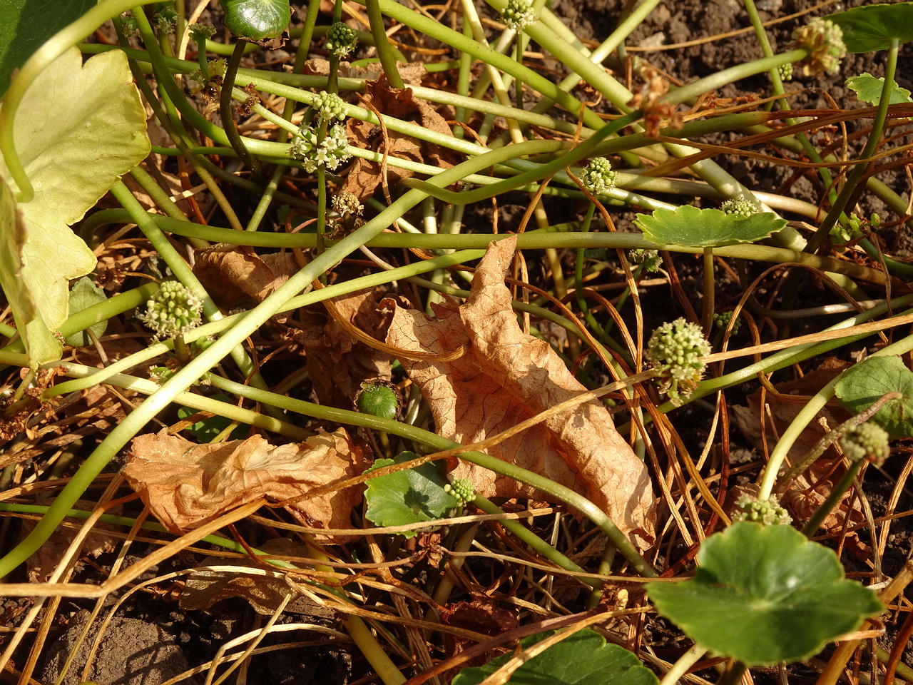 DSC03770