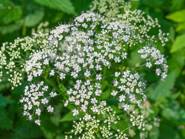 Сельдереевые - Apiaceae