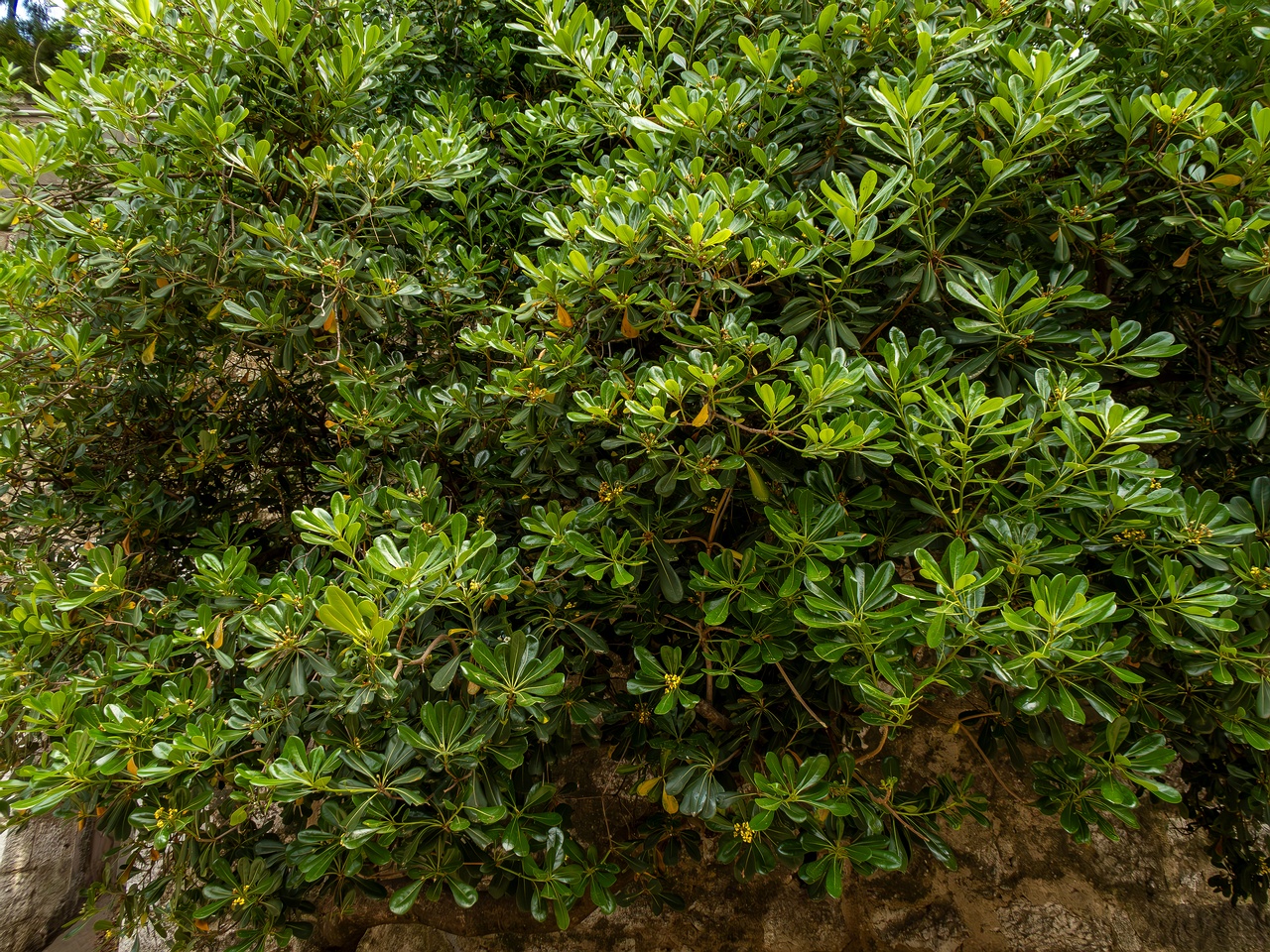 Pittosporum tobira _2025-05-11_1-4