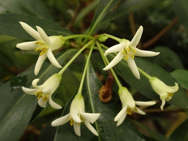 Смолосемянник разнолистный - Pittosporum heterophyllum