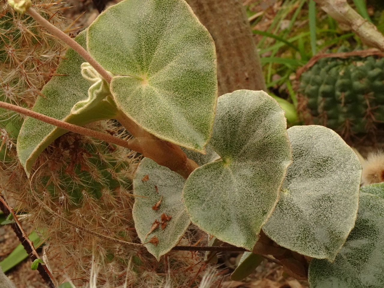DSC00109