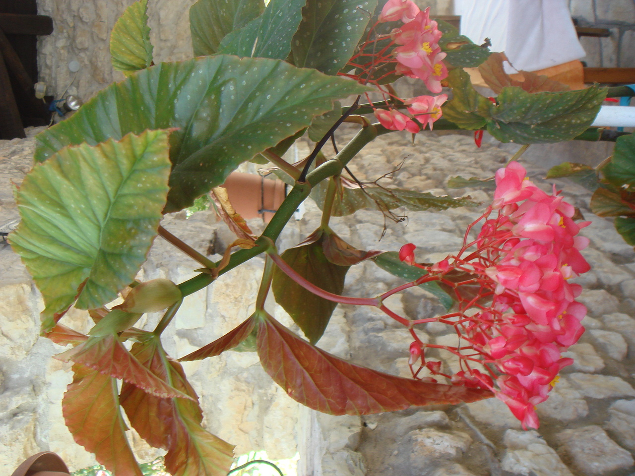 DSC02818