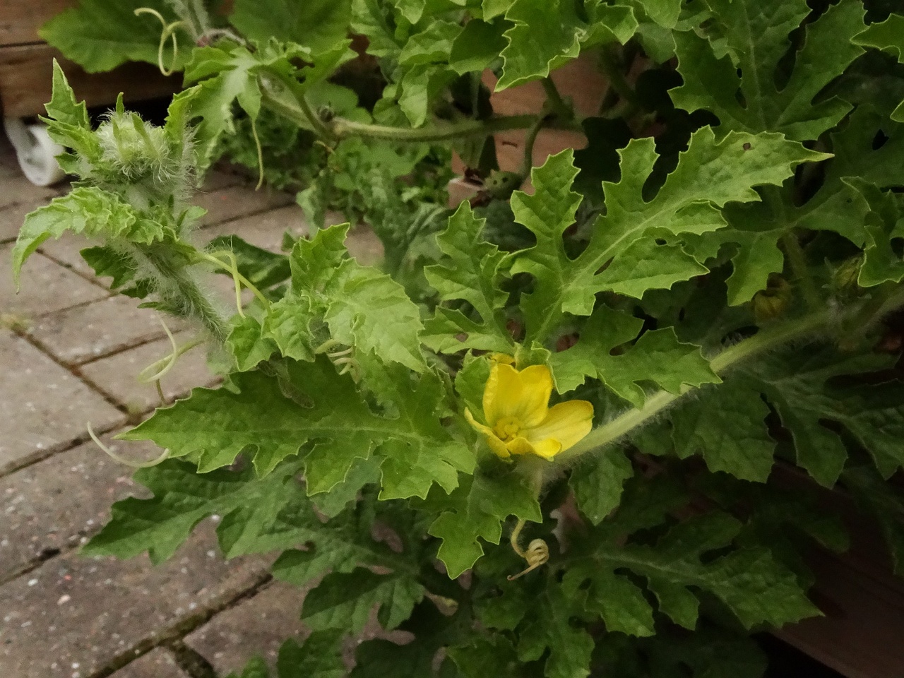 DSC03913
