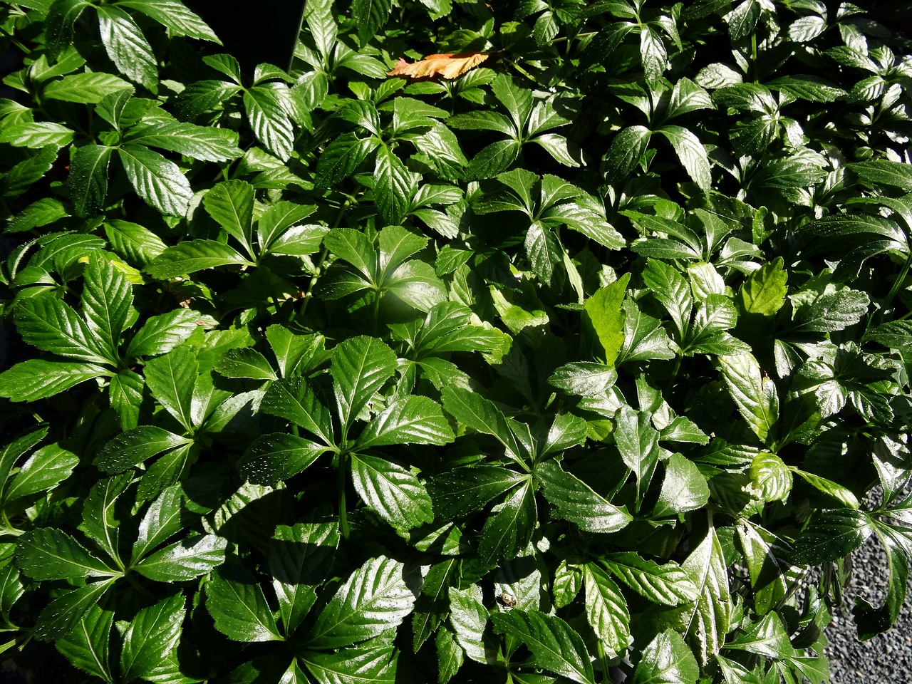 DSC03295