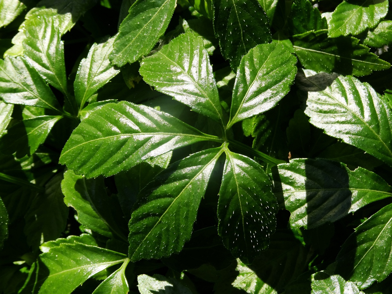 DSC03296