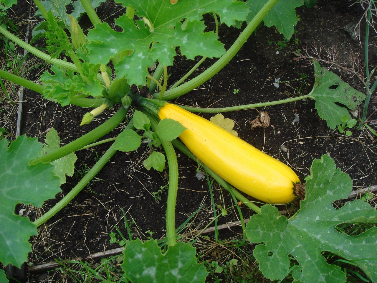 DSC03388