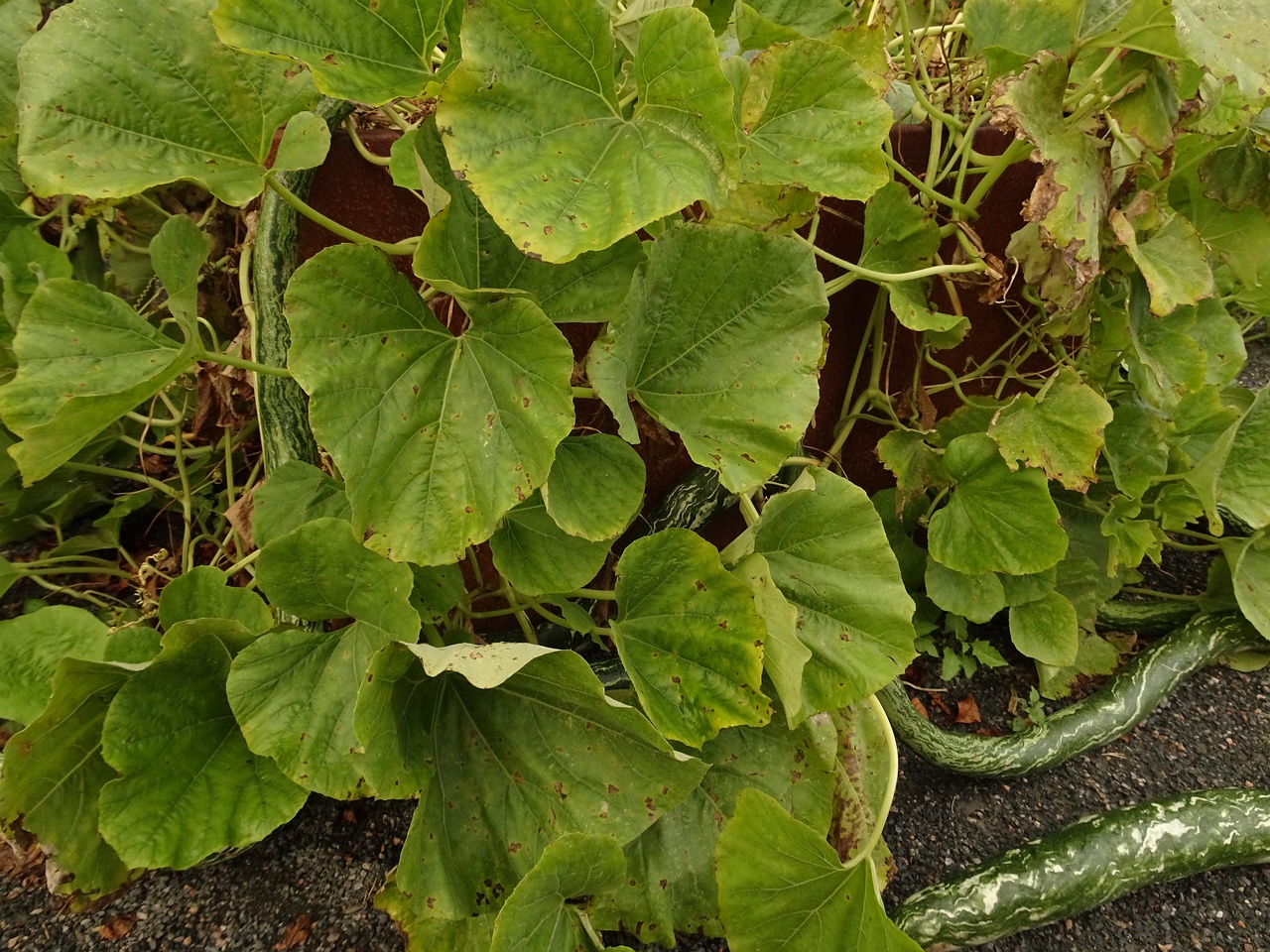 DSC05045