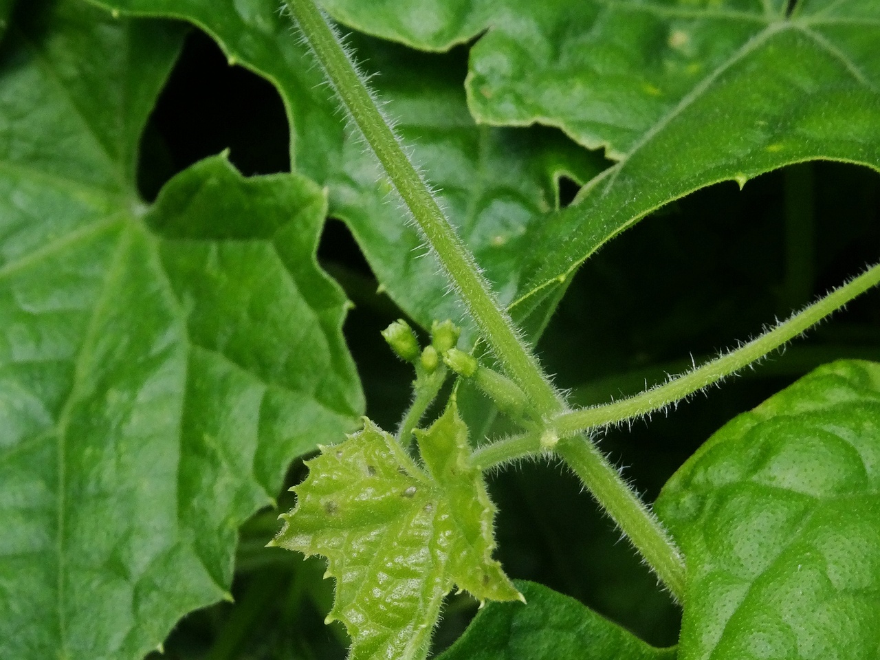DSC03270