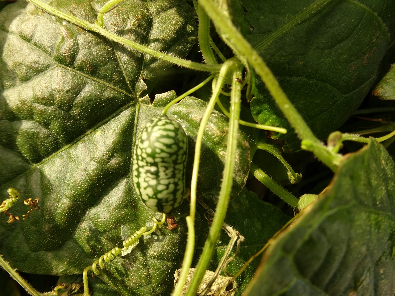 DSC04999