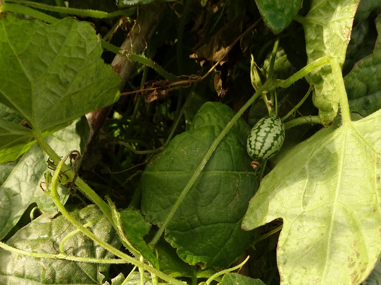 DSC05000