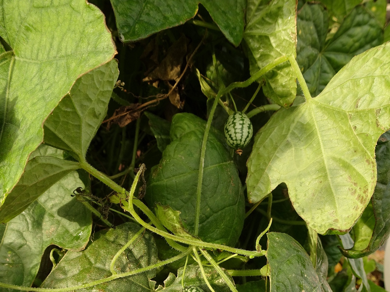 DSC05001