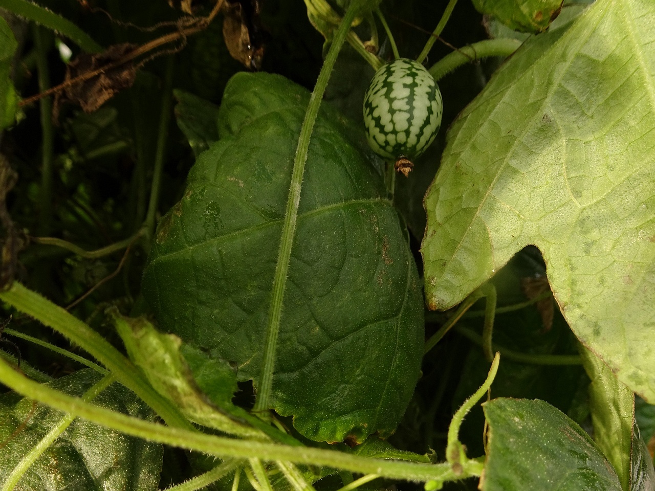 DSC05002
